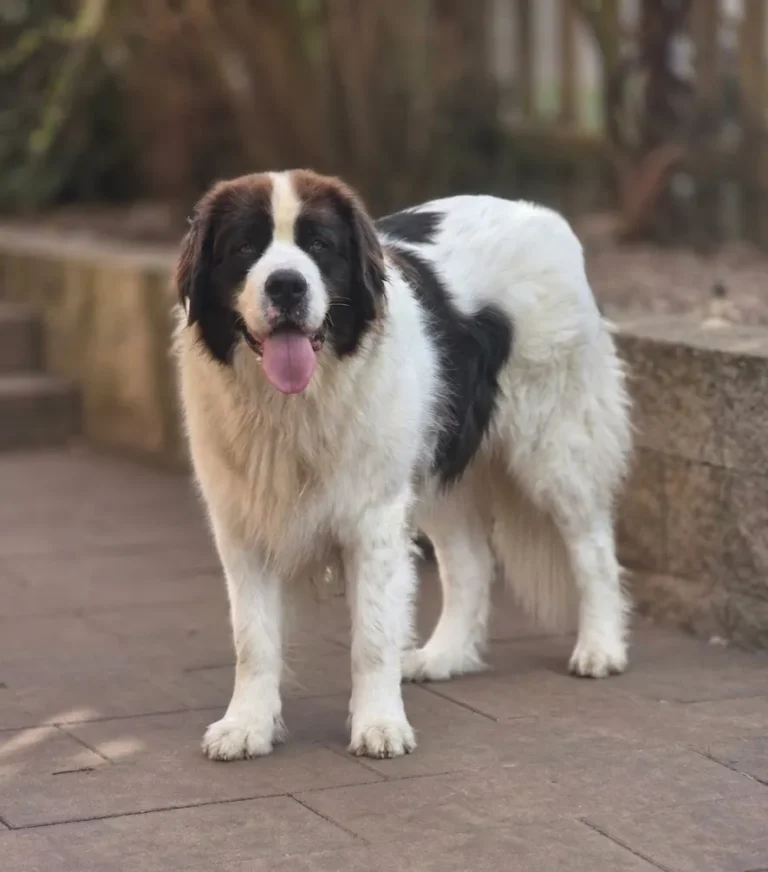 Eila - Landseer z Krkonoš
