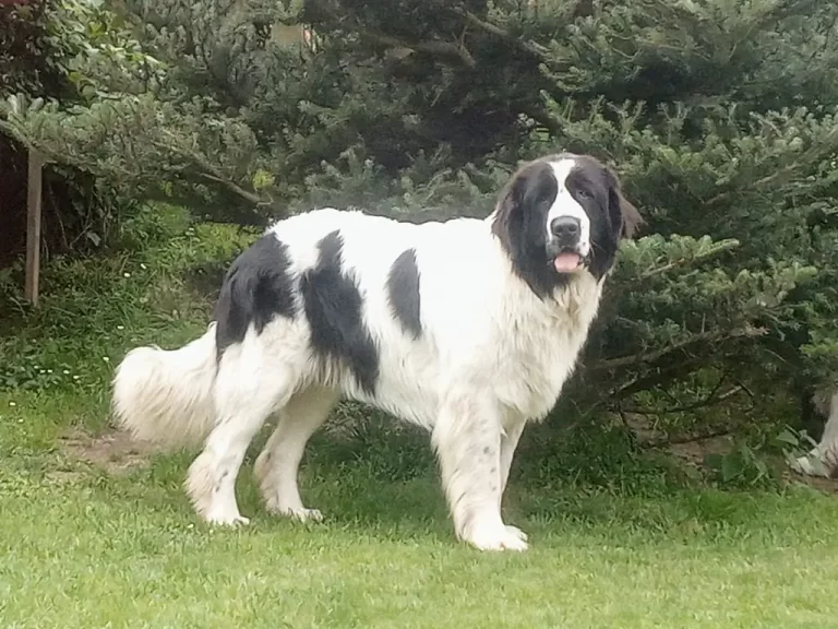 Fairy Princess vom Ferbiggrund