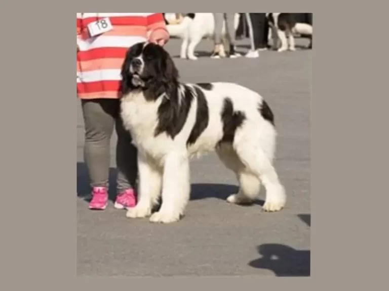 Ohped dal hot like a hurricane