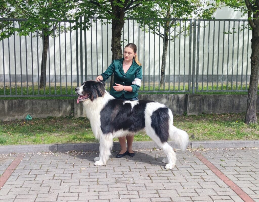 landseer, chovatelská stanice landseer, krycí pes, chovný pes, Krkonoše