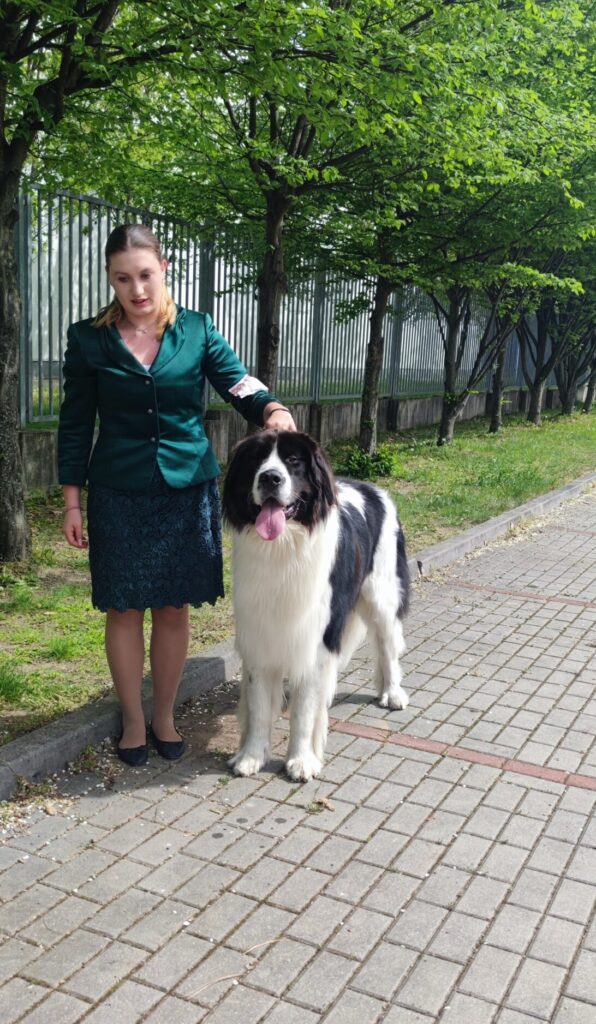 landseer, chovatelská stanice landseer, krycí pes, chovný pes, Krkonoše