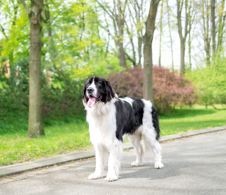 landseer, chovatelská stanice landseer, krycí pes, chovný pes, Krkonoše