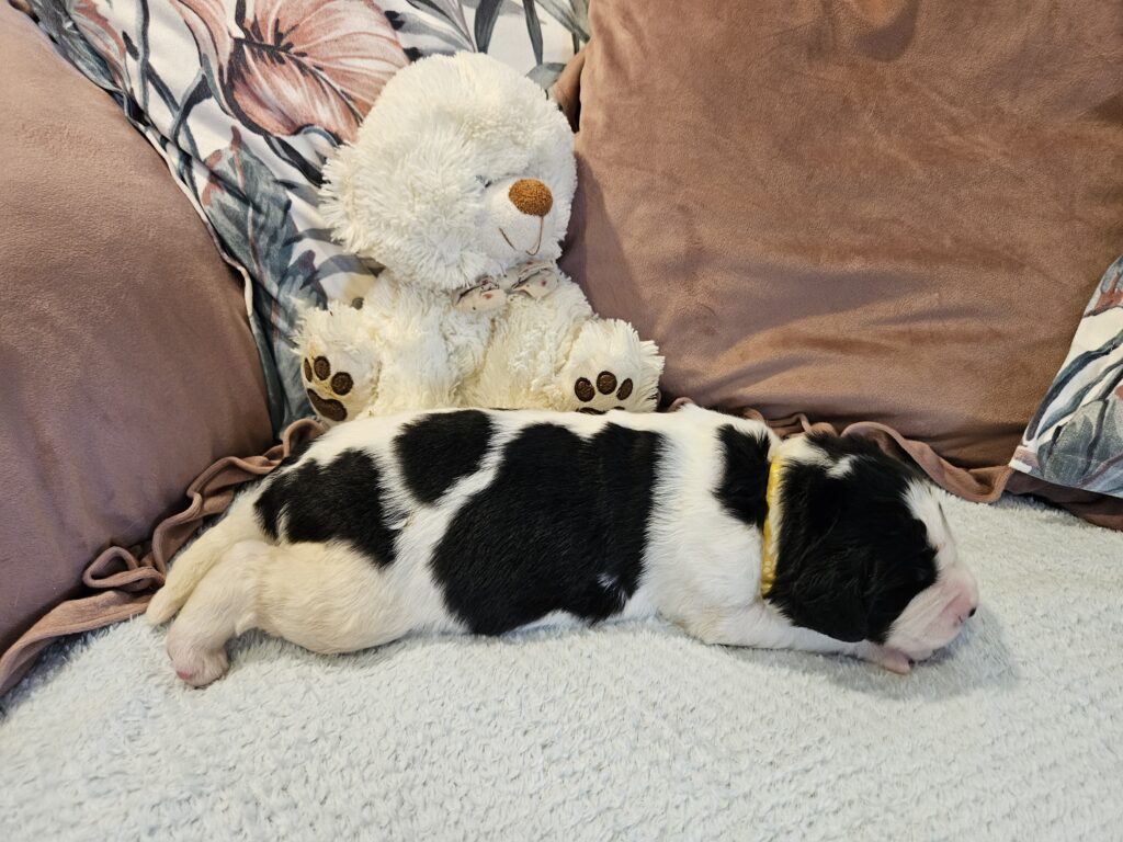 landseer, štěně landseer, štěně prodej, Krkonoše, chovatelská stanice, bernský salašnický pes, novofundlandský pes, leonberger, čuvač, tornjak, tibetská doga, howavart, pyrenejský horský pes, bernardýn