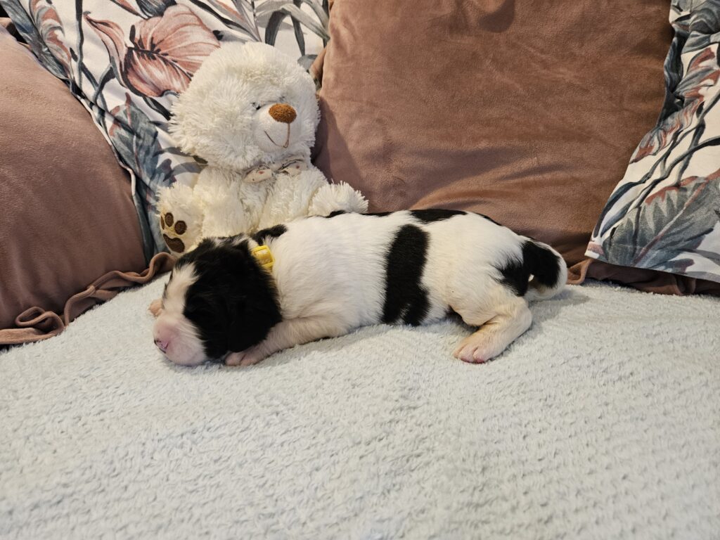 landseer, štěně landseer, štěně prodej, Krkonoše, chovatelská stanice, bernský salašnický pes, novofundlandský pes, leonberger, čuvač, tornjak, tibetská doga, howavart, pyrenejský horský pes, bernardýn