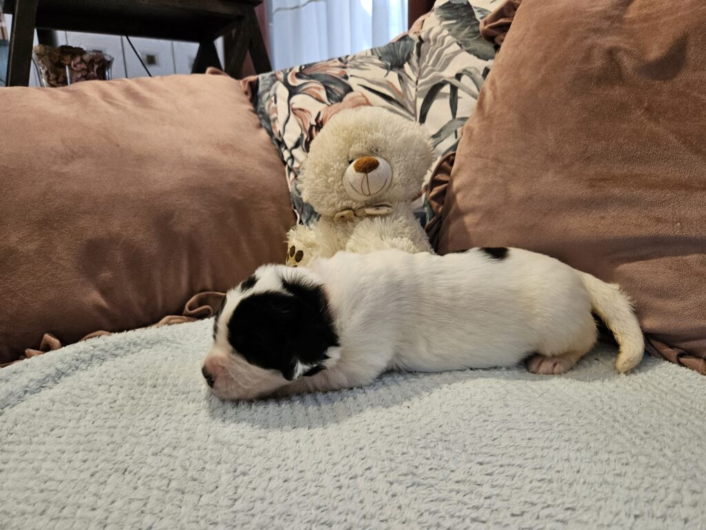 landseer, štěně landseer, štěně prodej, Krkonoše, chovatelská stanice, bernský salašnický pes, novofundlandský pes, leonberger, čuvač, tornjak, tibetská doga, howavart, pyrenejský horský pes, bernardýn