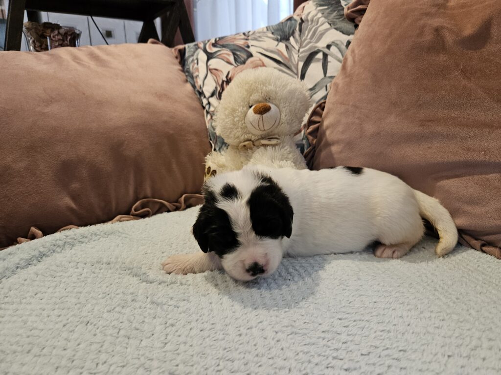 landseer, štěně landseer, štěně prodej, Krkonoše, chovatelská stanice, bernský salašnický pes, novofundlandský pes, leonberger, čuvač, tornjak, tibetská doga, howavart, pyrenejský horský pes, bernardýn