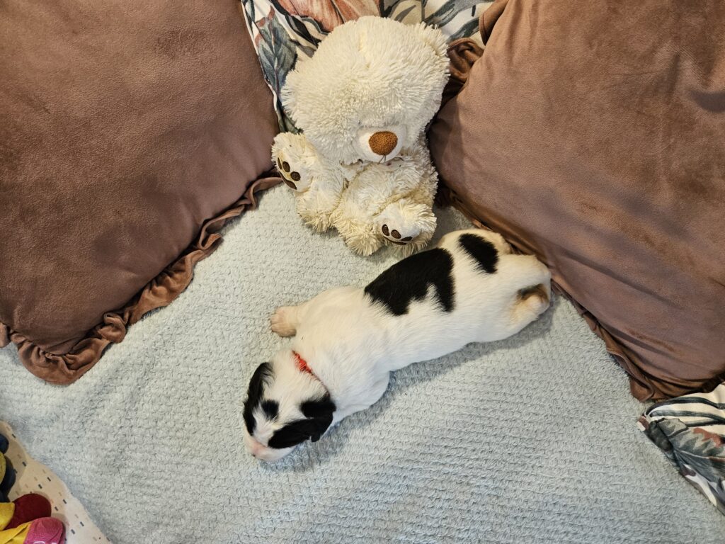 landseer, štěně landseer, štěně prodej, Krkonoše, chovatelská stanice, bernský salašnický pes, novofundlandský pes, leonberger, čuvač, tornjak, tibetská doga, howavart, pyrenejský horský pes, bernardýn