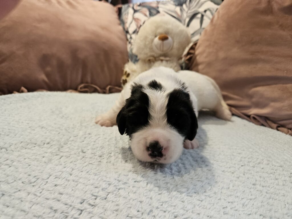 landseer, štěně landseer, štěně prodej, Krkonoše, chovatelská stanice, bernský salašnický pes, novofundlandský pes, leonberger, čuvač, tornjak, tibetská doga, howavart, pyrenejský horský pes, bernardýn