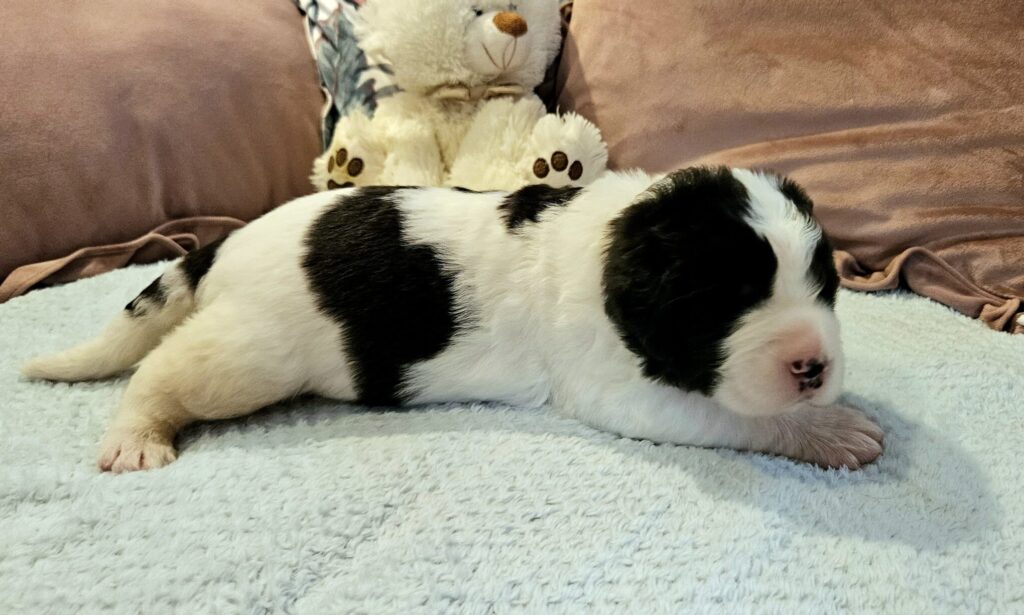 landseer, štěně landseer, štěně prodej, Krkonoše, chovatelská stanice, bernský salašnický pes, novofundlandský pes, leonberger, čuvač, tornjak, tibetská doga, howavart, pyrenejský horský pes, bernardýn