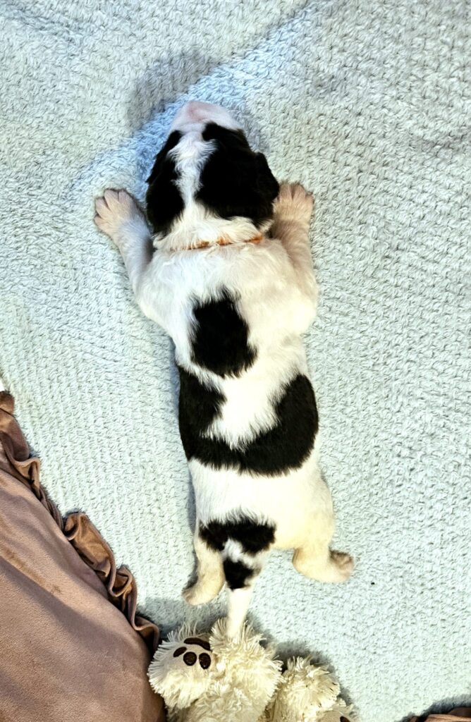 landseer, štěně landseer, štěně prodej, Krkonoše, chovatelská stanice, bernský salašnický pes, novofundlandský pes, leonberger, čuvač, tornjak, tibetská doga, howavart, pyrenejský horský pes, bernardýn