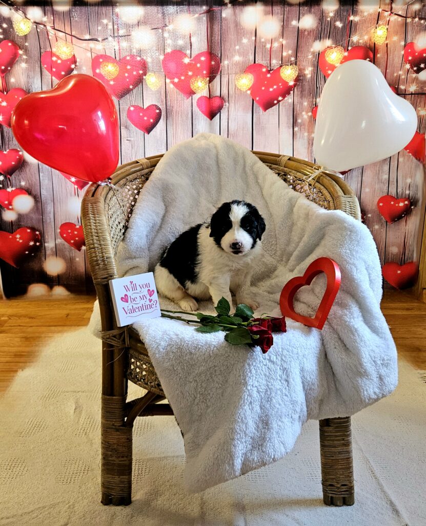 landseer, štěně landseer, štěně prodej, Krkonoše, chovatelská stanice, bernský salašnický pes, novofundlandský pes, leonberger, čuvač, tornjak, tibetská doga, howavart, pyrenejský horský pes, bernardýn