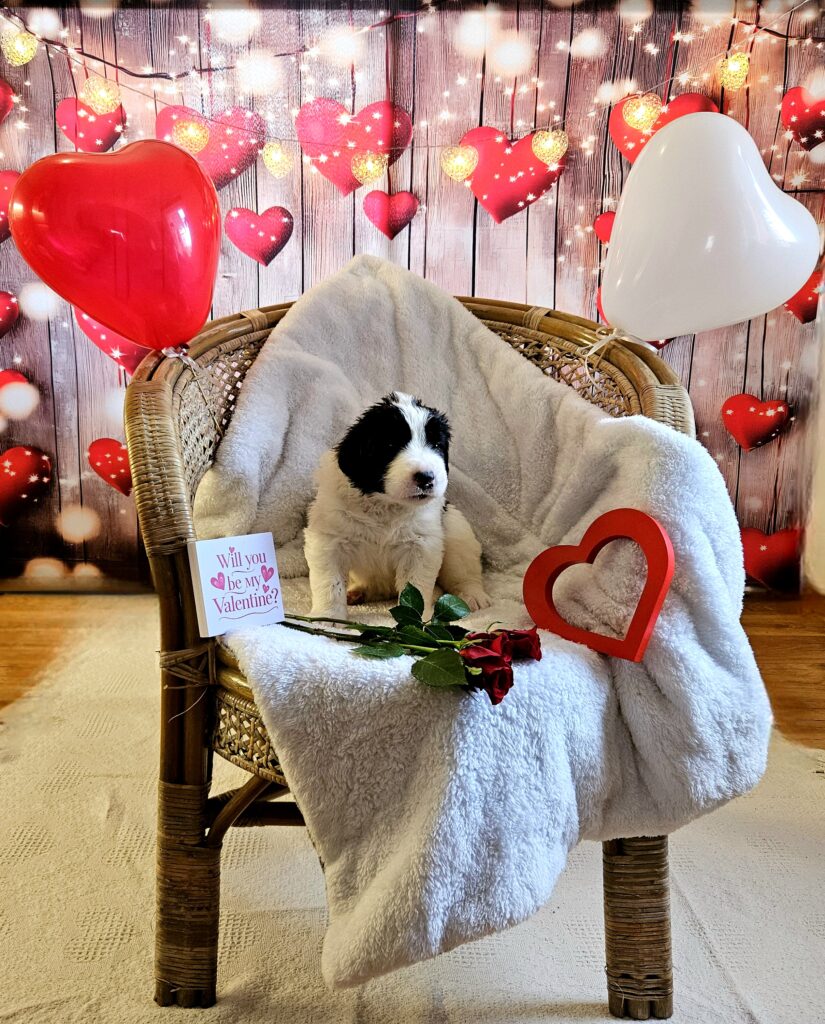 landseer, štěně landseer, štěně prodej, Krkonoše, chovatelská stanice, bernský salašnický pes, novofundlandský pes, leonberger, čuvač, tornjak, tibetská doga, howavart, pyrenejský horský pes, bernardýn