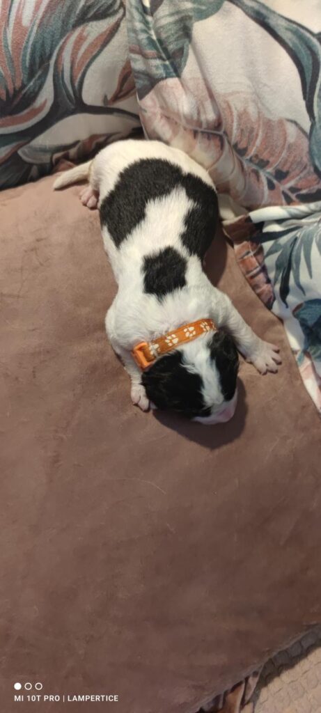 landseer, štěně landseer, štěně prodej, Krkonoše, chovatelská stanice, bernský salašnický pes, novofundlandský pes, leonberger, čuvač, tornjak, tibetská doga, howavart, pyrenejský horský pes, bernardýn, kavkazský pastevecký pes