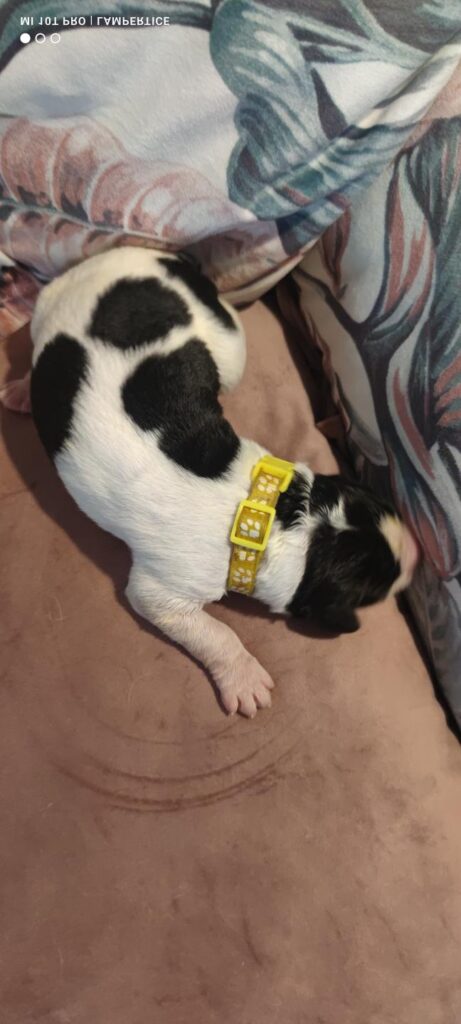 landseer, štěně landseer, štěně prodej, Krkonoše, chovatelská stanice, bernský salašnický pes, novofundlandský pes, leonberger, čuvač, tornjak, tibetská doga, howavart, pyrenejský horský pes, bernardýn, kavkazský pastevecký pes