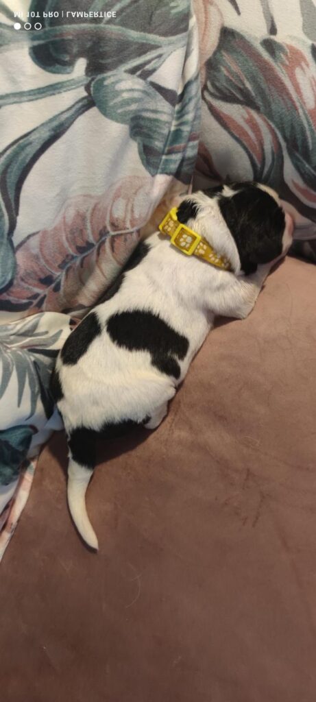 landseer, štěně landseer, štěně prodej, Krkonoše, chovatelská stanice, bernský salašnický pes, novofundlandský pes, leonberger, čuvač, tornjak, tibetská doga, howavart, pyrenejský horský pes, bernardýn, kavkazský pastevecký pes