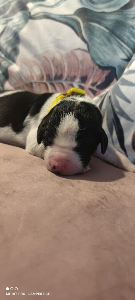 landseer, štěně landseer, štěně prodej, Krkonoše, chovatelská stanice, bernský salašnický pes, novofundlandský pes, leonberger, čuvač, tornjak, tibetská doga, howavart, pyrenejský horský pes, bernardýn, kavkazský pastevecký pes