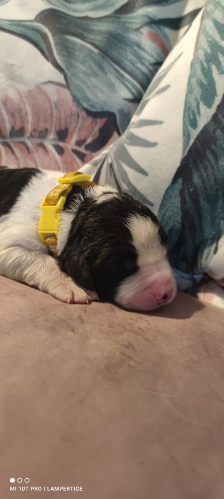 landseer, štěně landseer, štěně prodej, Krkonoše, chovatelská stanice, bernský salašnický pes, novofundlandský pes, leonberger, čuvač, tornjak, tibetská doga, howavart, pyrenejský horský pes, bernardýn, kavkazský pastevecký pes