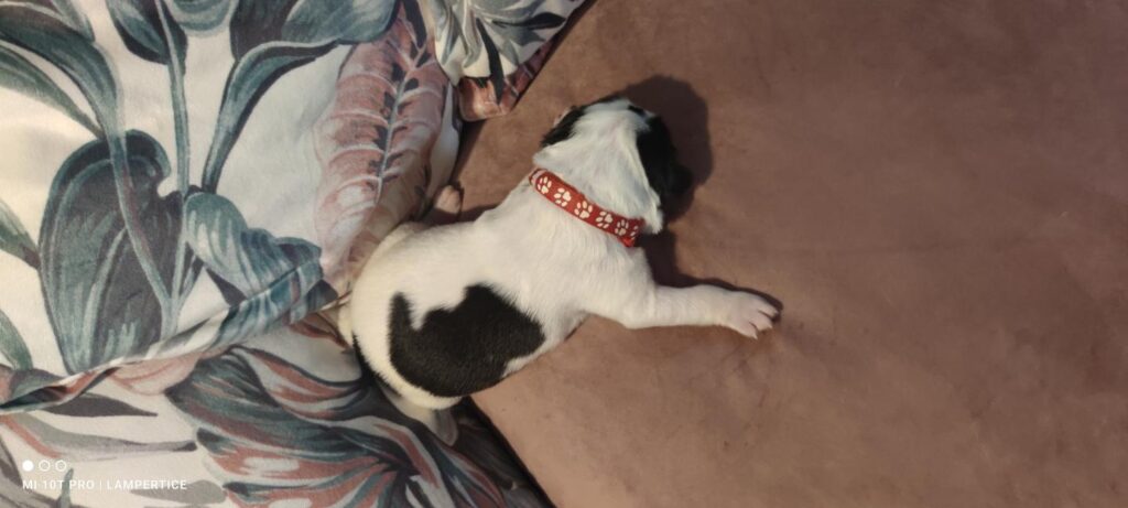 landseer, štěně landseer, štěně prodej, Krkonoše, chovatelská stanice