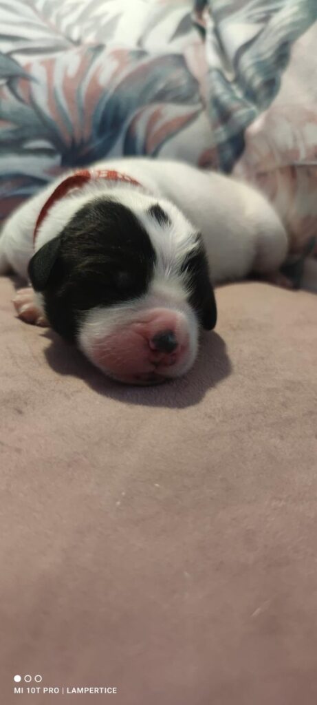 landseer, štěně landseer, štěně prodej, Krkonoše, chovatelská stanice, bernský salašnický pes, novofundlandský pes, leonberger, čuvač, tornjak, tibetská doga, howavart, pyrenejský horský pes, bernardýn