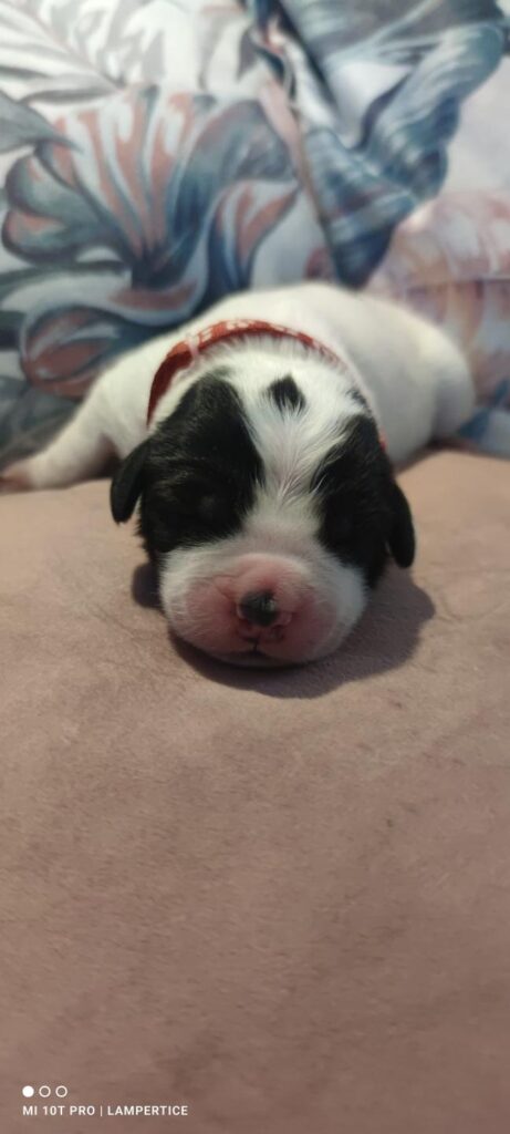 landseer, štěně landseer, štěně prodej, Krkonoše, chovatelská stanice, bernský salašnický pes, novofundlandský pes, leonberger, čuvač, tornjak, tibetská doga, howavart, pyrenejský horský pes, bernardýn