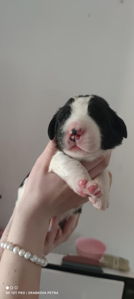 landseer, štěně landseer, štěně prodej, Krkonoše, chovatelská stanice, bernský salašnický pes, novofundlandský pes, leonberger, čuvač, tornjak, tibetská doga, howavart, pyrenejský horský pes, bernardýn