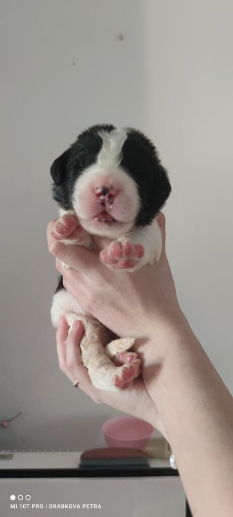 landseer, štěně landseer, štěně prodej, Krkonoše, chovatelská stanice, bernský salašnický pes, novofundlandský pes, leonberger, čuvač, tornjak, tibetská doga, howavart, pyrenejský horský pes, bernardýn